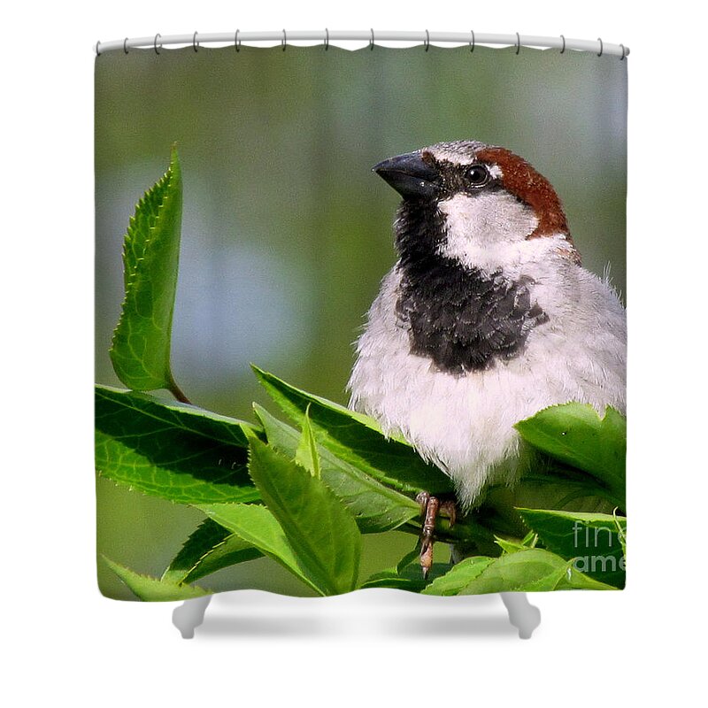 Bird Shower Curtain featuring the photograph A Little Birdie Told Me by Lori Lafargue