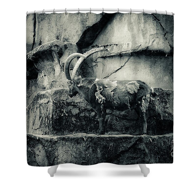 Ibex Shower Curtain featuring the photograph A Long Way From Home by Brothers Beerens