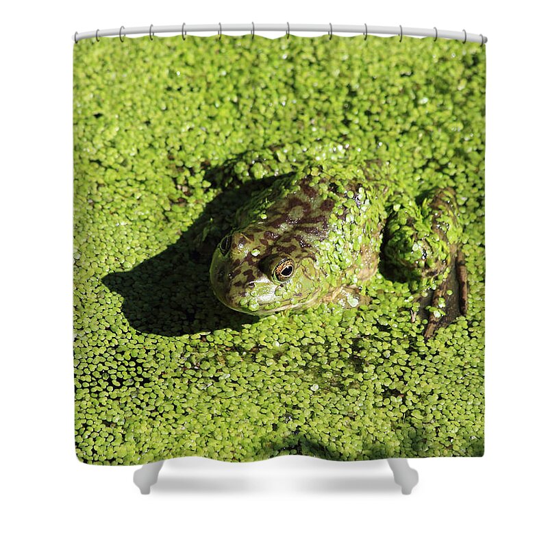 Bull Frog Shower Curtain featuring the photograph A Lot Of Green by Shane Bechler