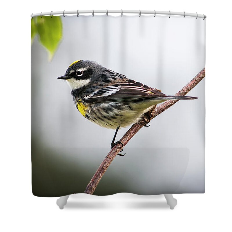 Warbler Shower Curtain featuring the photograph A Male Yellow-rumped Warbler Setophaga by Robert L. Potts