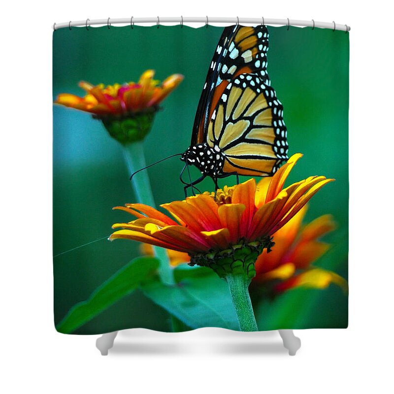 A Monarch Butterfly Shower Curtain featuring the photograph A Monarch II by Raymond Salani III