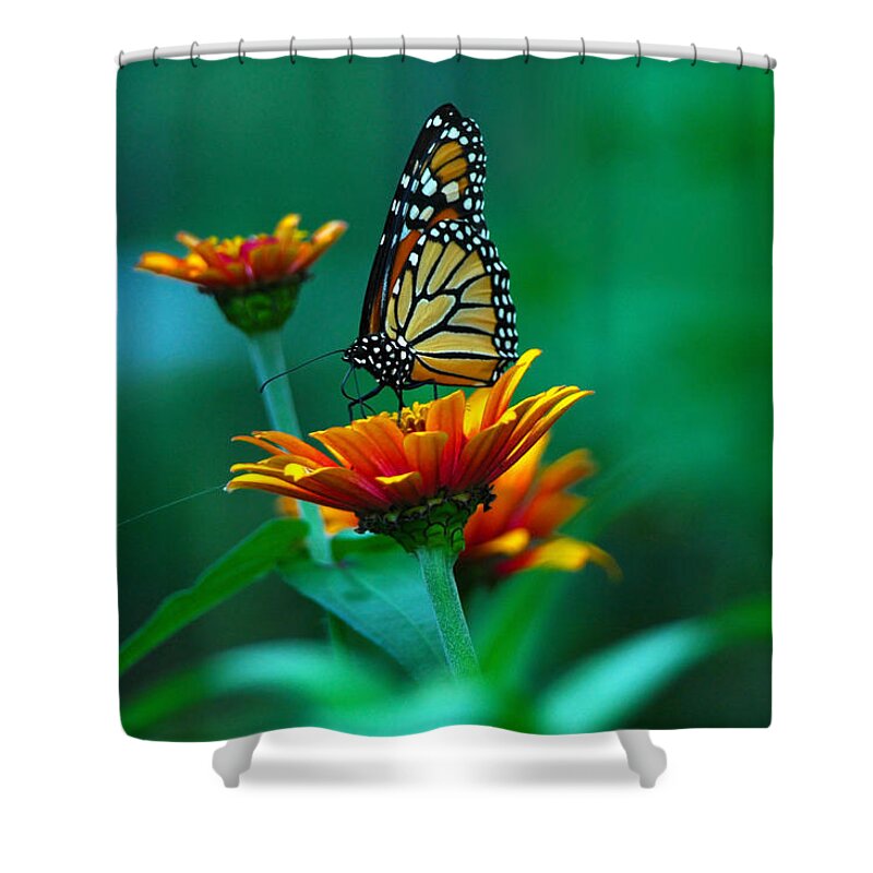Butterfly Shower Curtain featuring the photograph A Monarch by Raymond Salani III