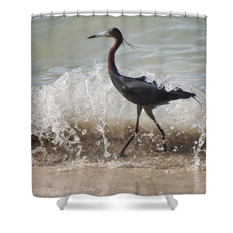 Jamaica Shower Curtain featuring the photograph A Morning Stroll Interrupted by Gary Slawsky