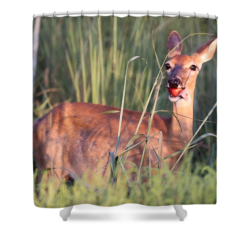 Deer Shower Curtain featuring the photograph A mouth full by Elizabeth Winter