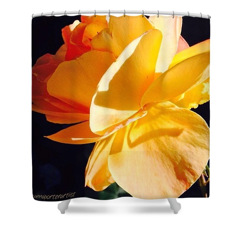 Flower Shower Curtain featuring the photograph A New Day Bright Yellow Orange Rose by Anna Porter