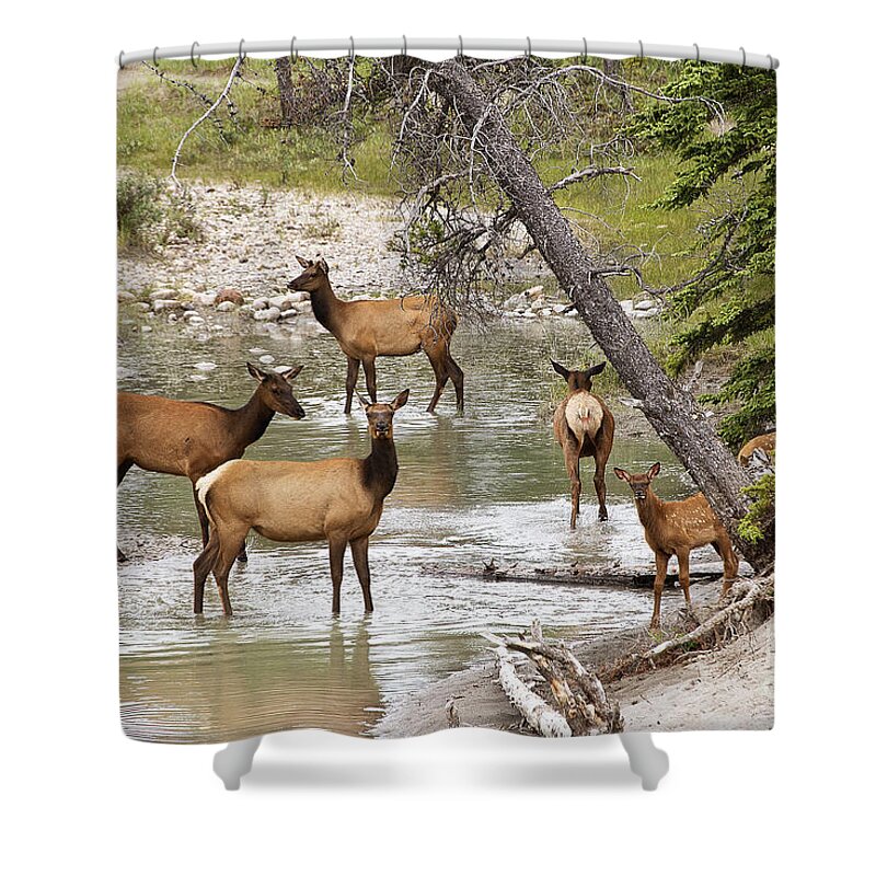 Photography Shower Curtain featuring the photograph A herd of Elks by Ivy Ho