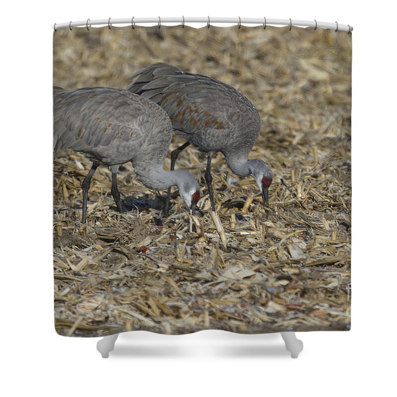 Feeding Shower Curtain featuring the photograph A Pair Of Sandhill Cranes by Steve Triplett