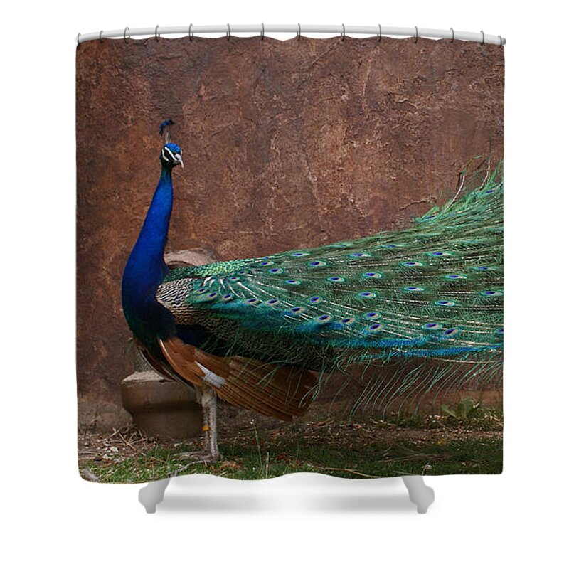 Bird Shower Curtain featuring the photograph A Peacock by Ernest Echols