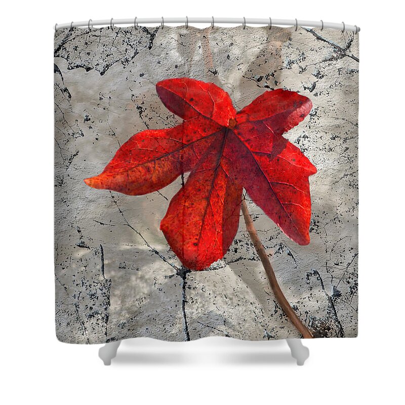 Red Fall Leaf Shower Curtain featuring the photograph A Perfect Fall Red by Sandi OReilly