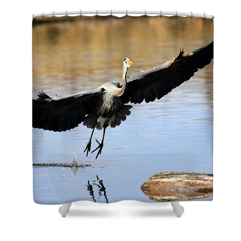 Great Blue Heron Shower Curtain featuring the photograph A Perfect Landing by Shane Bechler