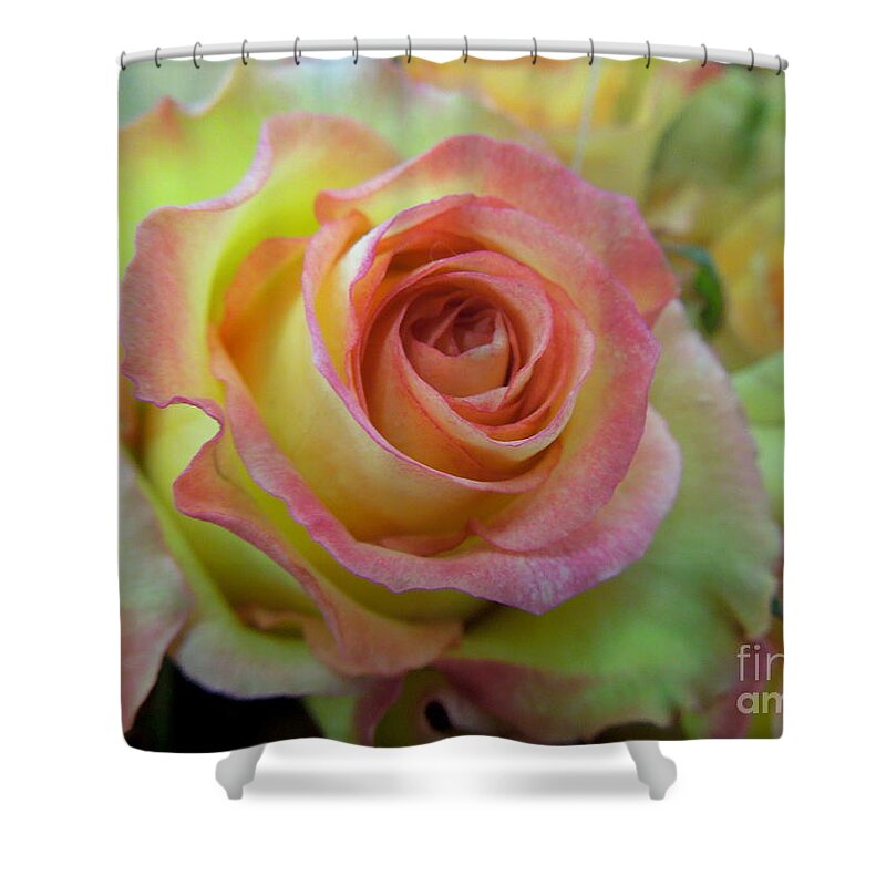 Rose Shower Curtain featuring the photograph A Perfect Rose by Renee Trenholm