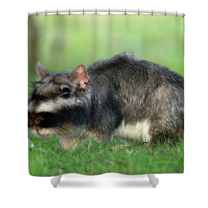 Argentina Shower Curtain featuring the photograph A Plains Vizcacha Lagostomus Maximus by Beth Wald