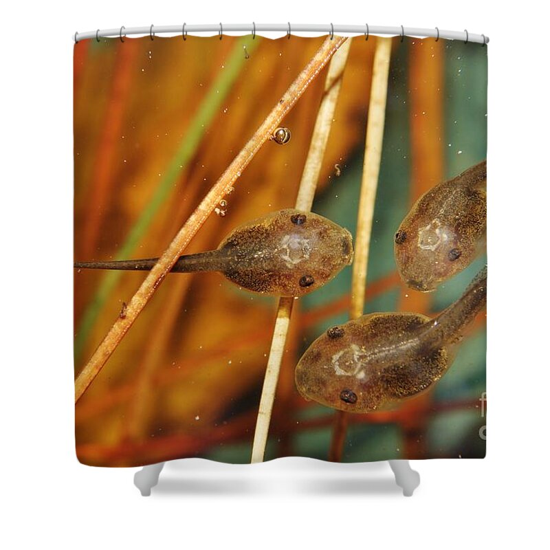 Tadpoles Shower Curtain featuring the photograph A Pod of 'poles by Lynda Dawson-Youngclaus