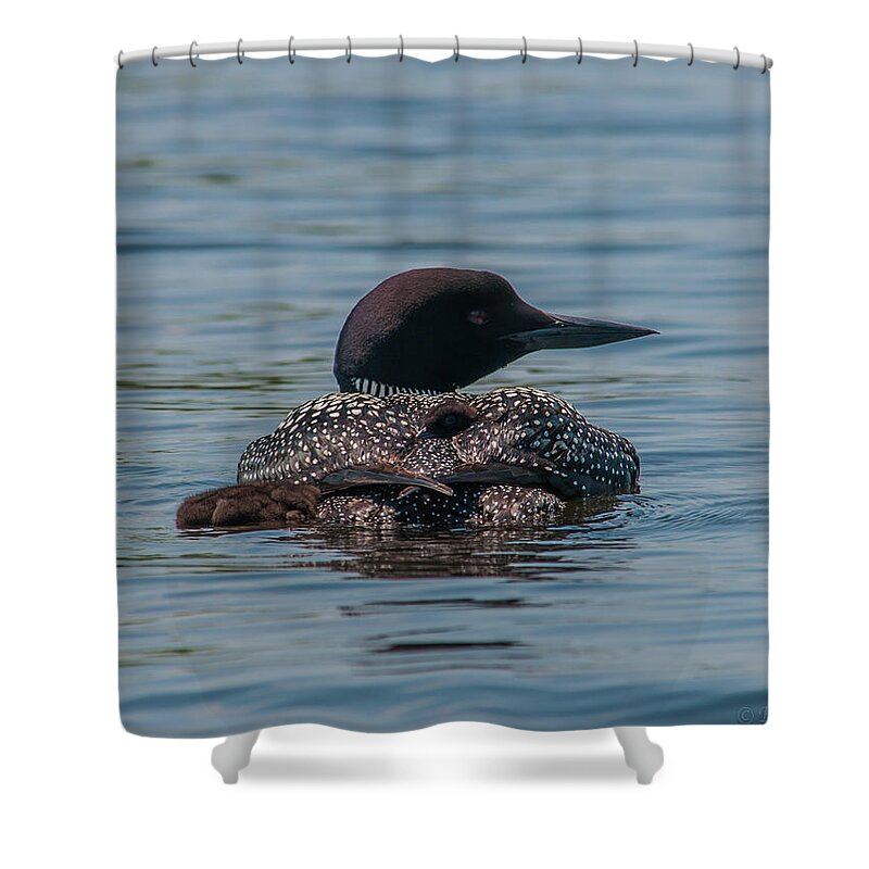 New England Shower Curtain featuring the photograph A Proud Mama by Brenda Jacobs