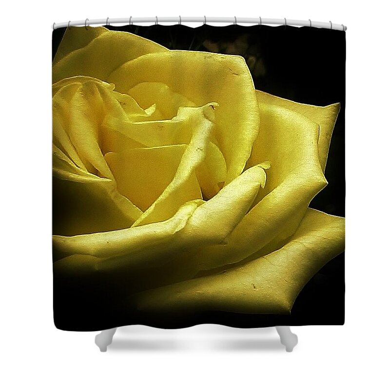 Flora Shower Curtain featuring the photograph A Rose for You by Bruce Bley
