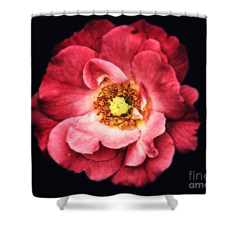 Red Shower Curtain featuring the photograph A Rose From The Shadows by Sharon Woerner