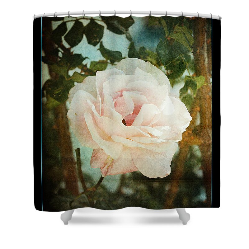 Flowers Shower Curtain featuring the photograph A rose is a rose by Linda Olsen
