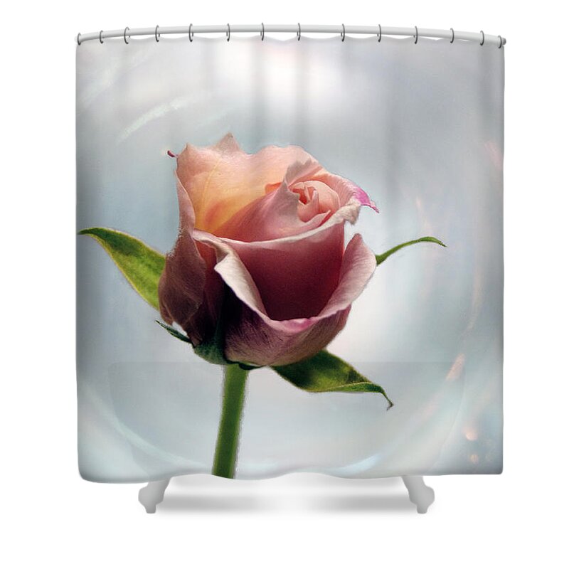 Rose Shower Curtain featuring the photograph A Rose by Lynn Bolt