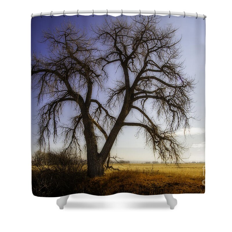 Colorado Shower Curtain featuring the photograph A Simple Tree by Kristal Kraft