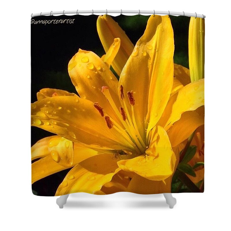 Annasgardens Shower Curtain featuring the photograph A Simply Stunning Yellow-gold Lily In by Anna Porter