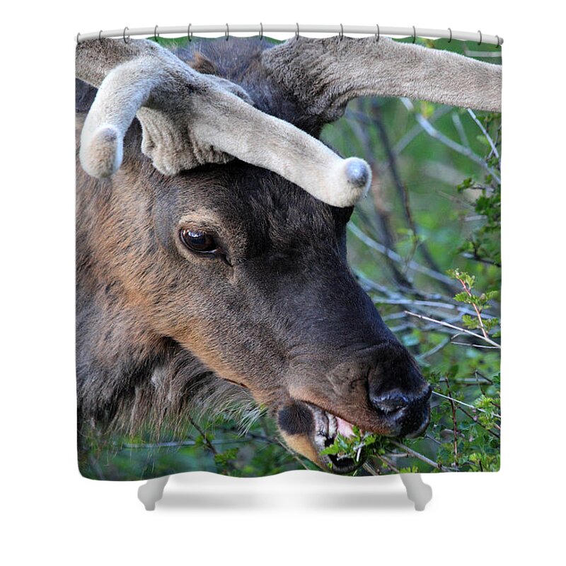 Elk Shower Curtain featuring the photograph A Small Snack by Shane Bechler