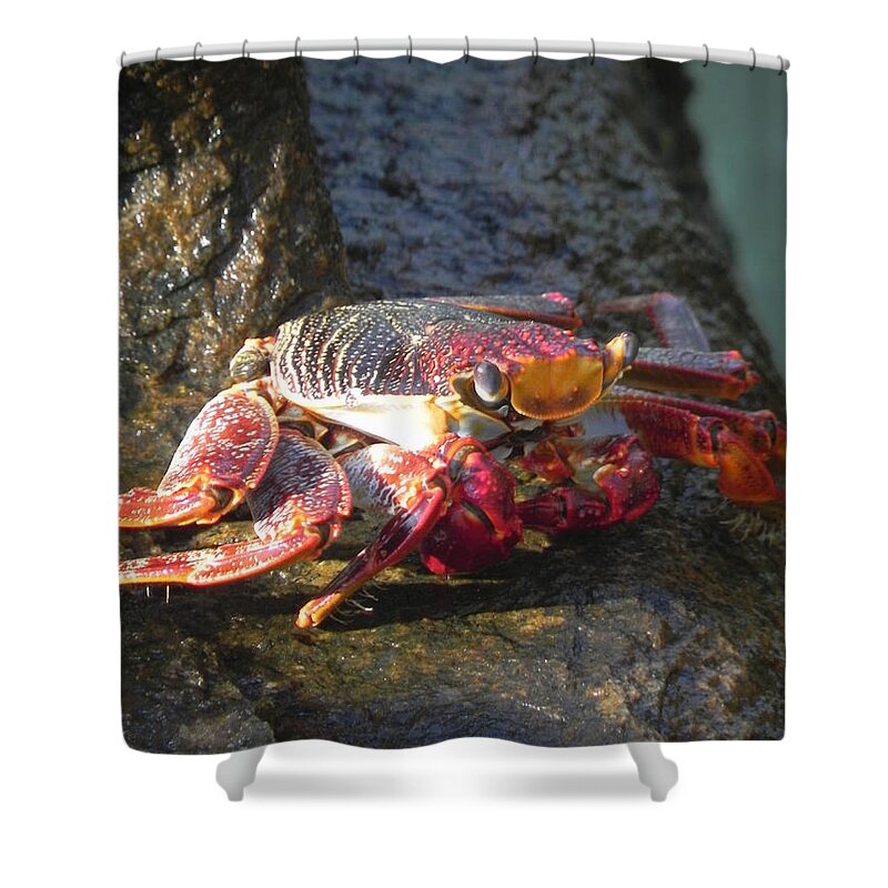 Photography Shower Curtain featuring the photograph A Smilin Crab by Chrisann Ellis