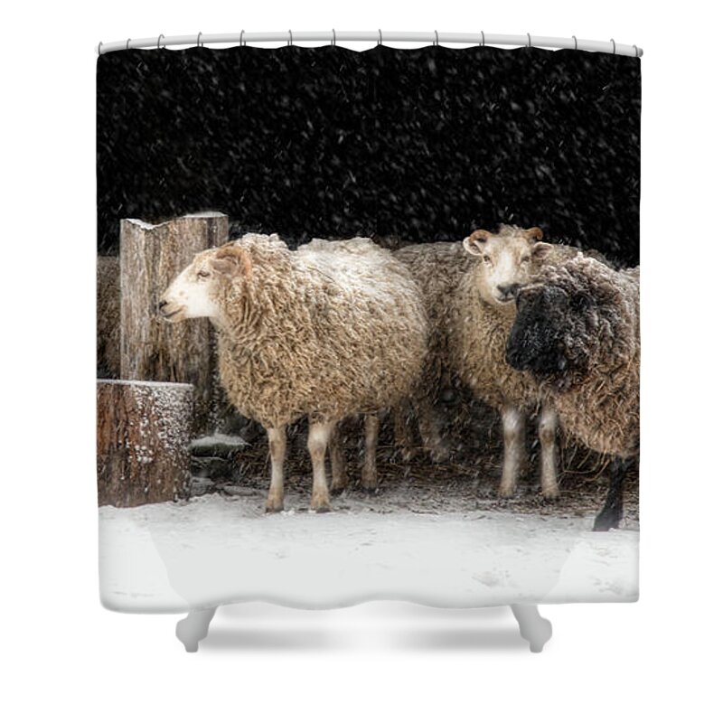 Sheep Lamb Shower Curtain featuring the photograph A Stitch in Time by Robin-Lee Vieira