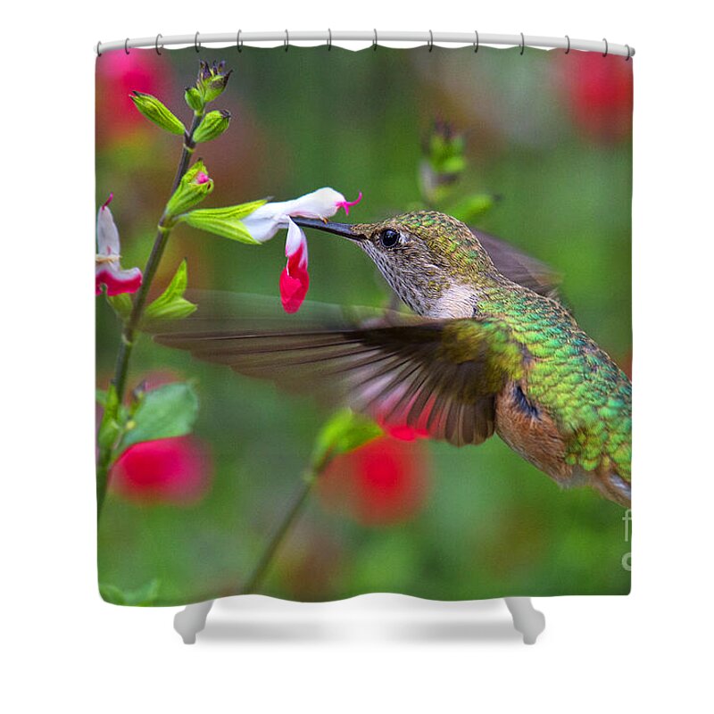 Humming Bird Shower Curtain featuring the photograph A Tall Drink by Jim Garrison