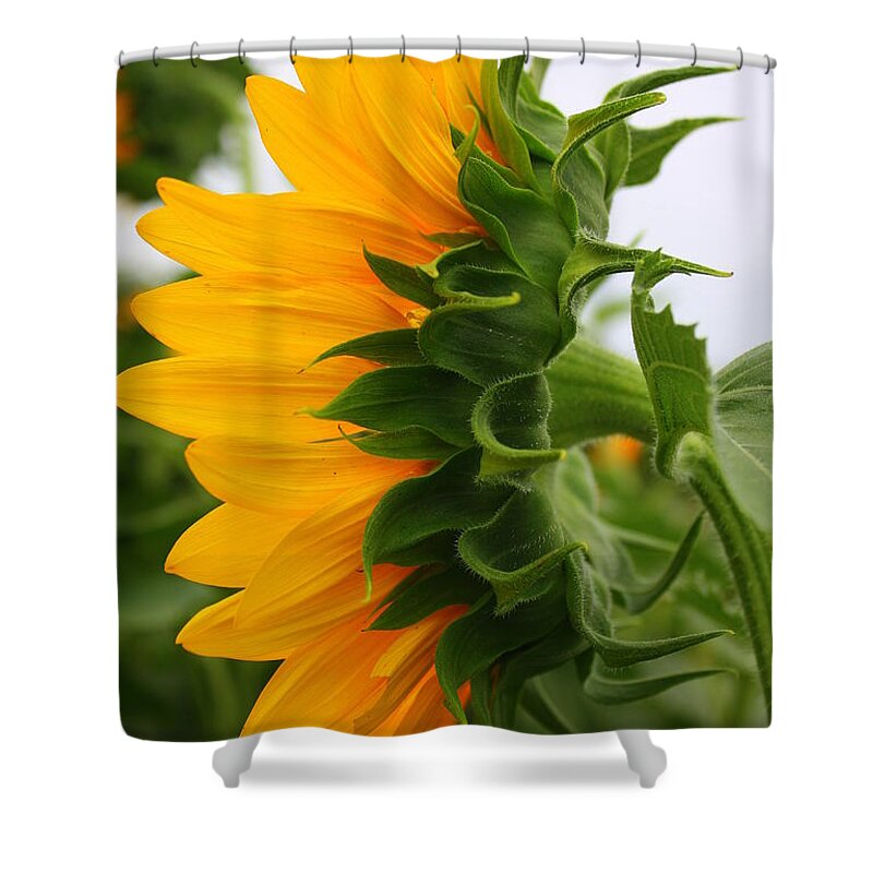Sunflowerfield Shower Curtain featuring the photograph A Touch of Shyness by Dora Sofia Caputo