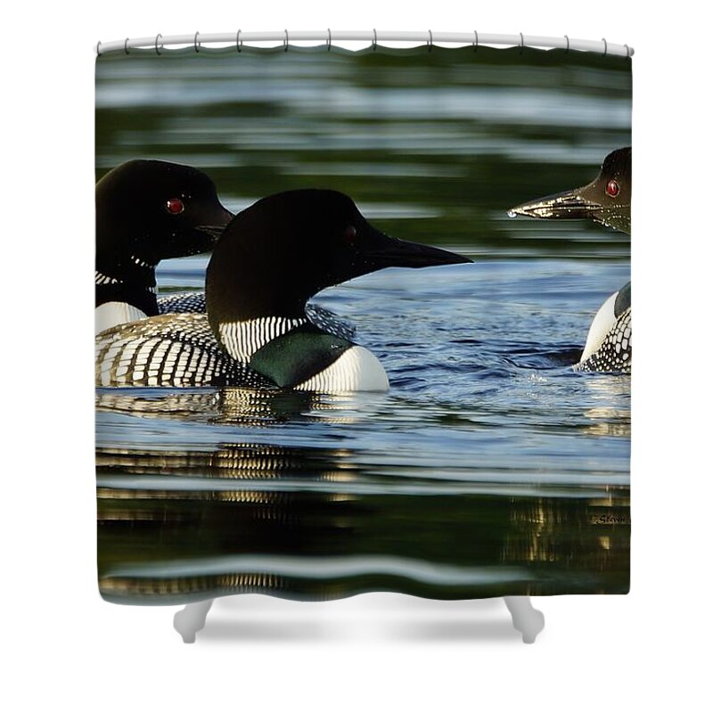Loons Shower Curtain featuring the photograph A Trio of Loons by Steven Clipperton