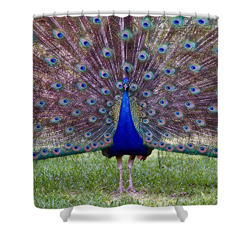 Peacock Shower Curtain featuring the photograph A Vargos Peacock by Tim Stanley