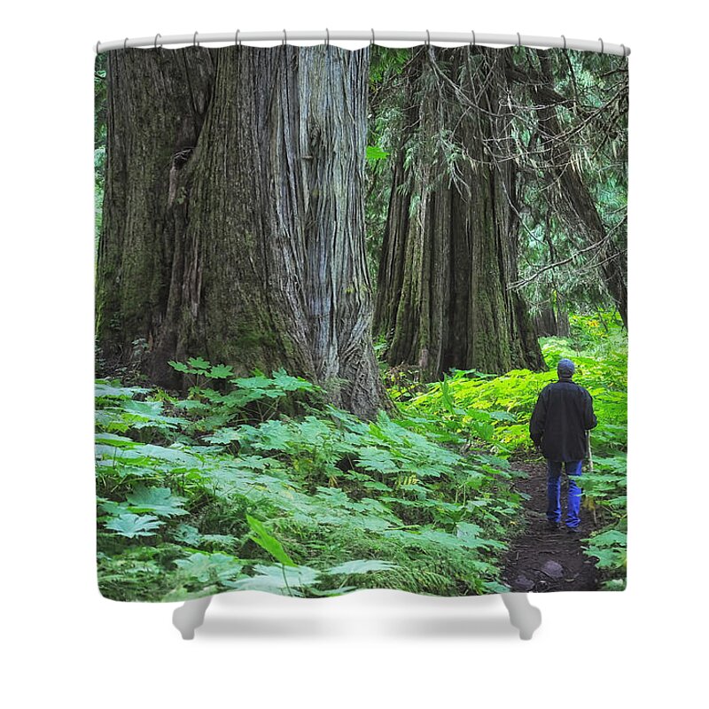 Landscapes Shower Curtain featuring the photograph A Walk in the Ancient Forest by Mary Lee Dereske