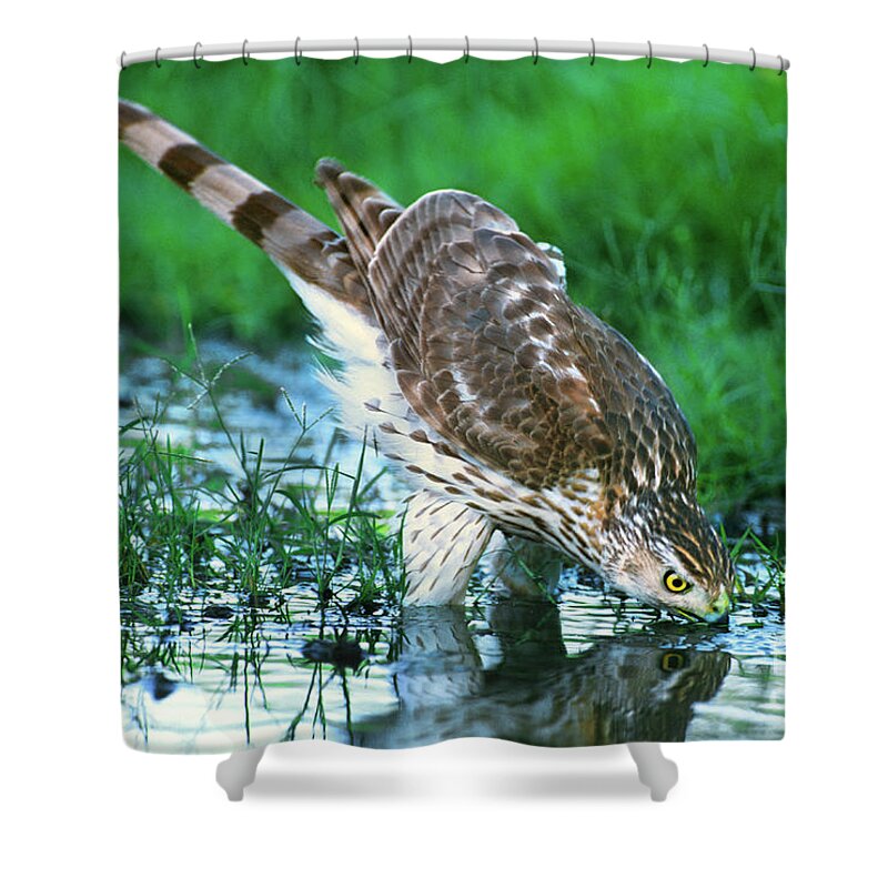 Cooper's Hawk Shower Curtain featuring the photograph A Wild Juvenile Cooper's Hawk Drinks from a Pond by Dave Welling