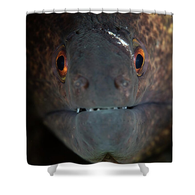 Indonesia Shower Curtain featuring the photograph A Yellow-margin Moray Eel Looks by Ethan Daniels