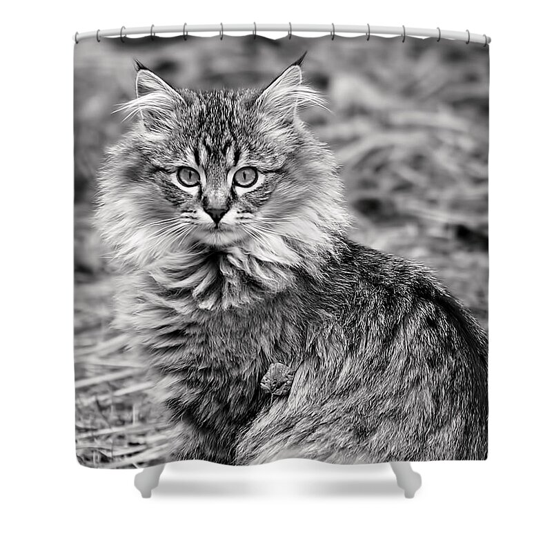 Cat Shower Curtain featuring the photograph A Young Maine Coon by Rona Black