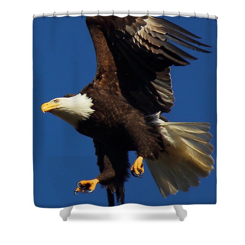 Bald Eagle Shower Curtain featuring the photograph Aborted Landing by Randy Hall