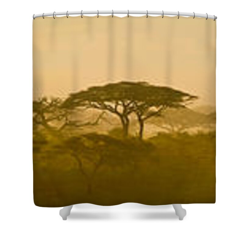 Photography Shower Curtain featuring the photograph Acacia Trees At Dawn, Tanzania by Panoramic Images