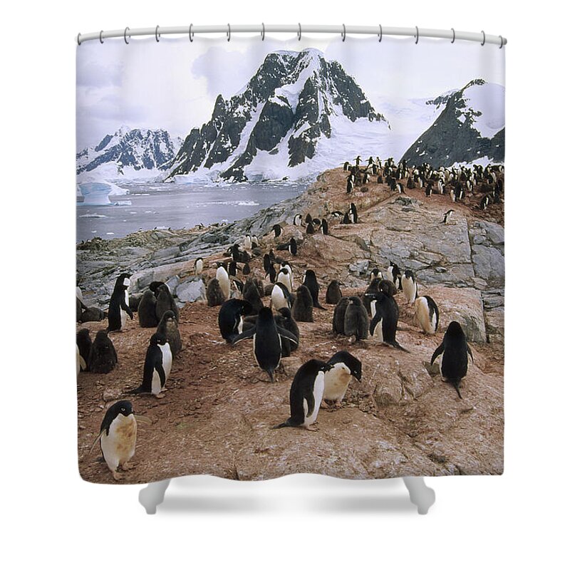 Feb0514 Shower Curtain featuring the photograph Adelie Penguin Rookery Petermann Island by Tui De Roy
