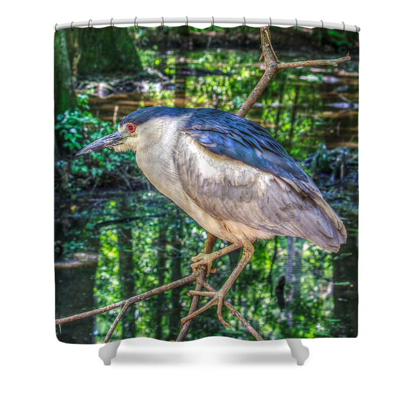 Adult Shower Curtain featuring the photograph Adult Nycticorax Nycticorax by Traveler's Pics