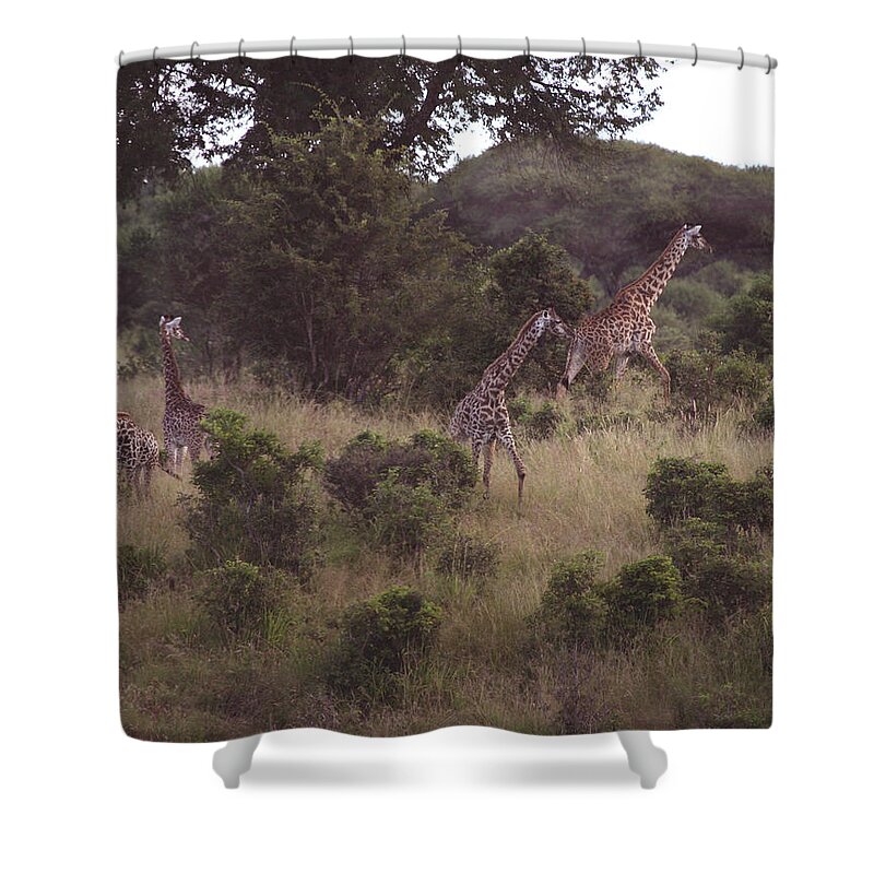 Giraffe Shower Curtain featuring the photograph Africa Dream by Joseph G Holland
