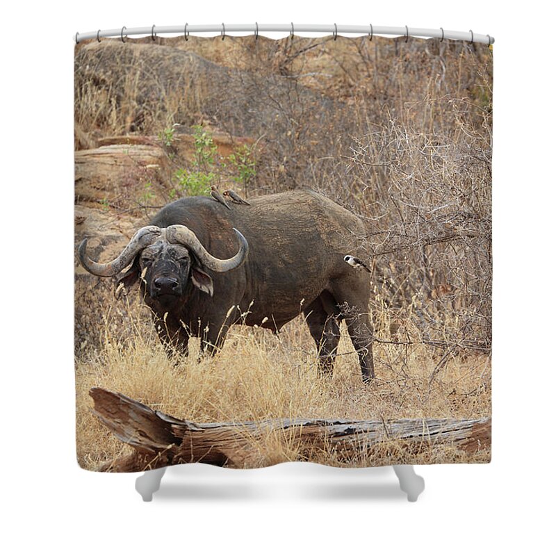 Horned Shower Curtain featuring the photograph African Buffalo,tsavo National Park by Vincenzo Lombardo