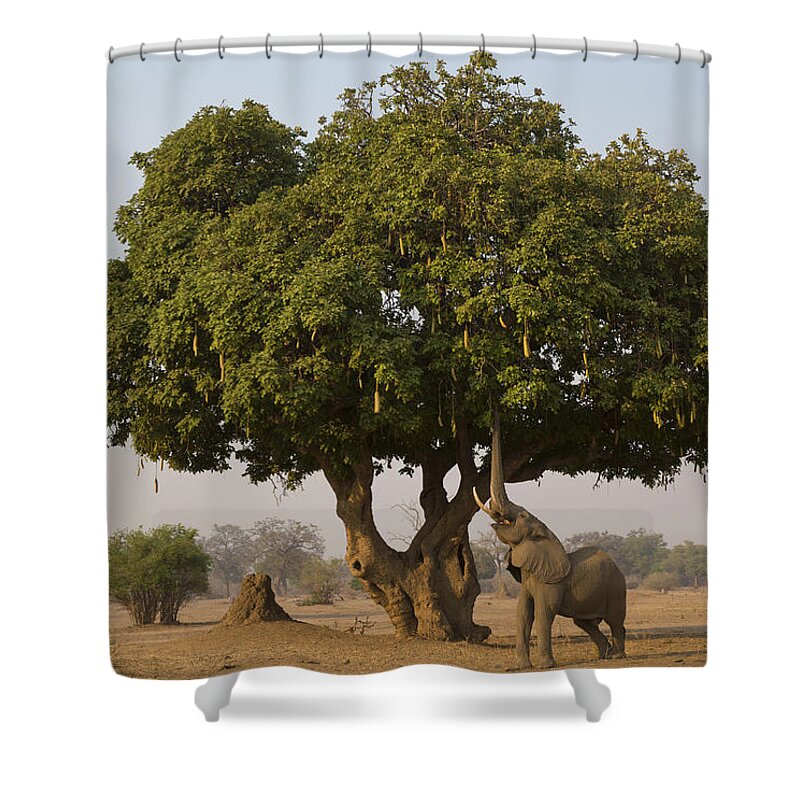 Nis Shower Curtain featuring the photograph African Elephant Bull Browsing by Jez Bennett