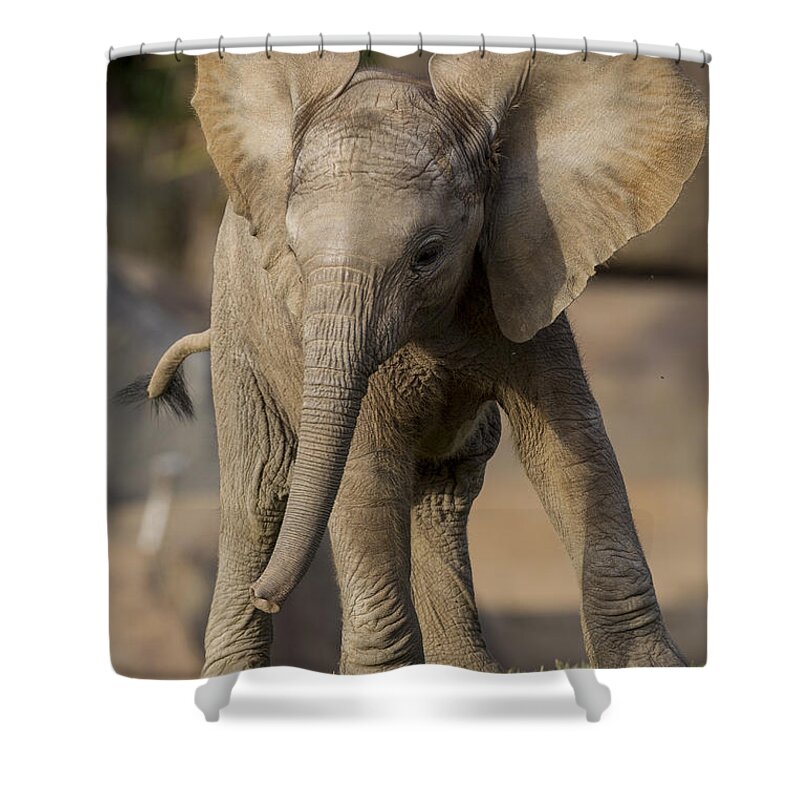 Feb0514 Shower Curtain featuring the photograph African Elephant Calf Displaying by San Diego Zoo