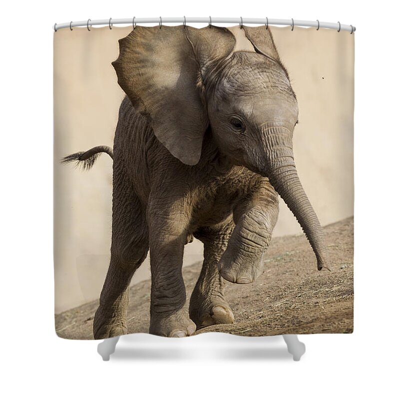 Feb0514 Shower Curtain featuring the photograph African Elephant Calf Running by San Diego Zoo