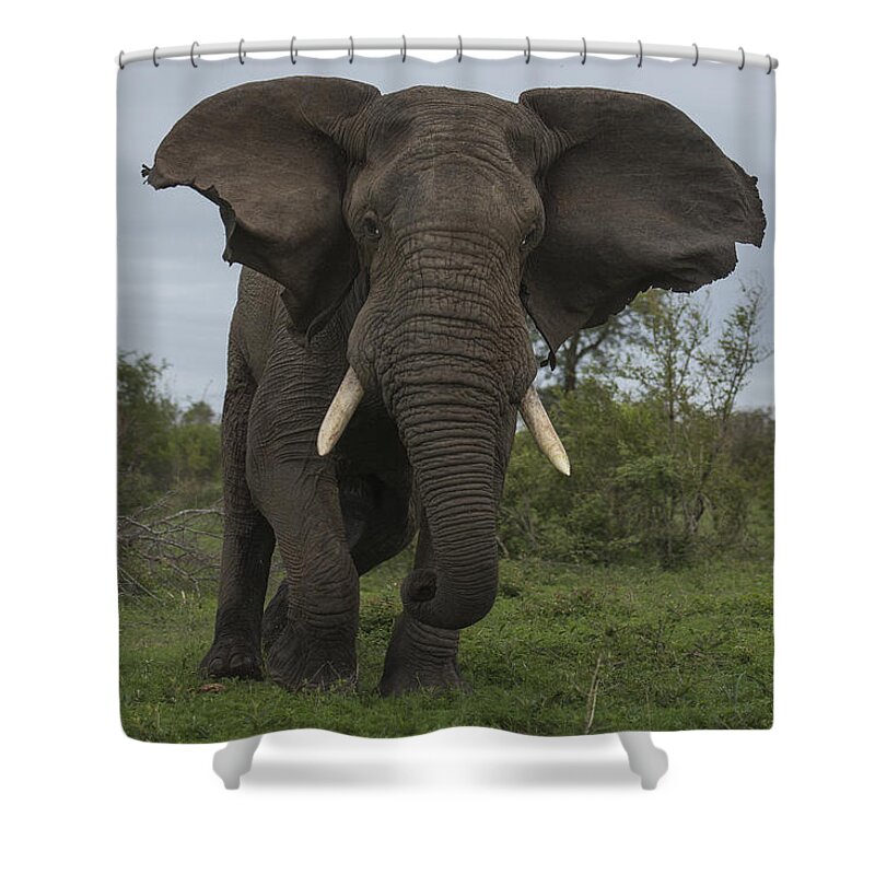 Sergey Gorshkov Shower Curtain featuring the photograph African Elephant Charging Sabi-sands by Sergey Gorshkov