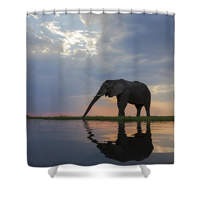 Vincent Grafhorst Shower Curtain featuring the photograph African Elephant Drinking Chobe River by Vincent Grafhorst