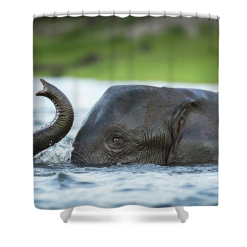Botswana Shower Curtain featuring the photograph African Elephant In Chobe River by Paul Souders