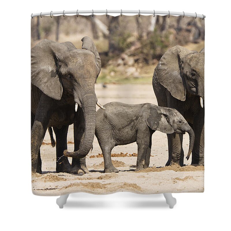 Feb0514 Shower Curtain featuring the photograph African Elephant Juveniles And Calf by Konrad Wothe