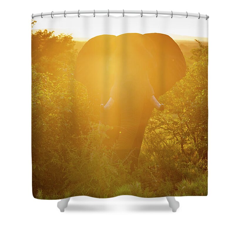 Loxodonta Shower Curtain featuring the photograph African Elephant Loxodonta , Kruger by Remsberg Inc