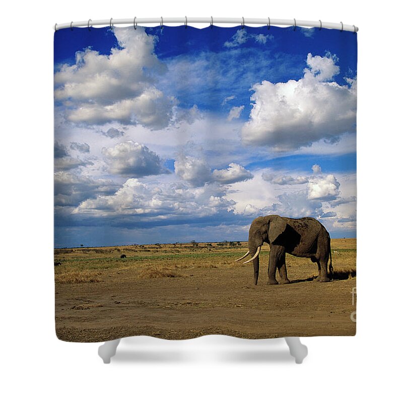 00344759 Shower Curtain featuring the photograph African Elephant Walking in Masai Mara by Yva Momatiuk John Eastcott